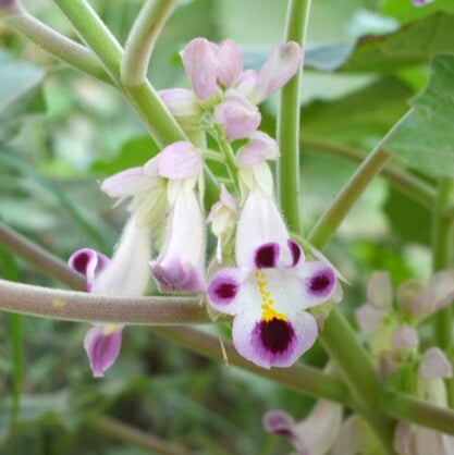 Purple And flower seeds