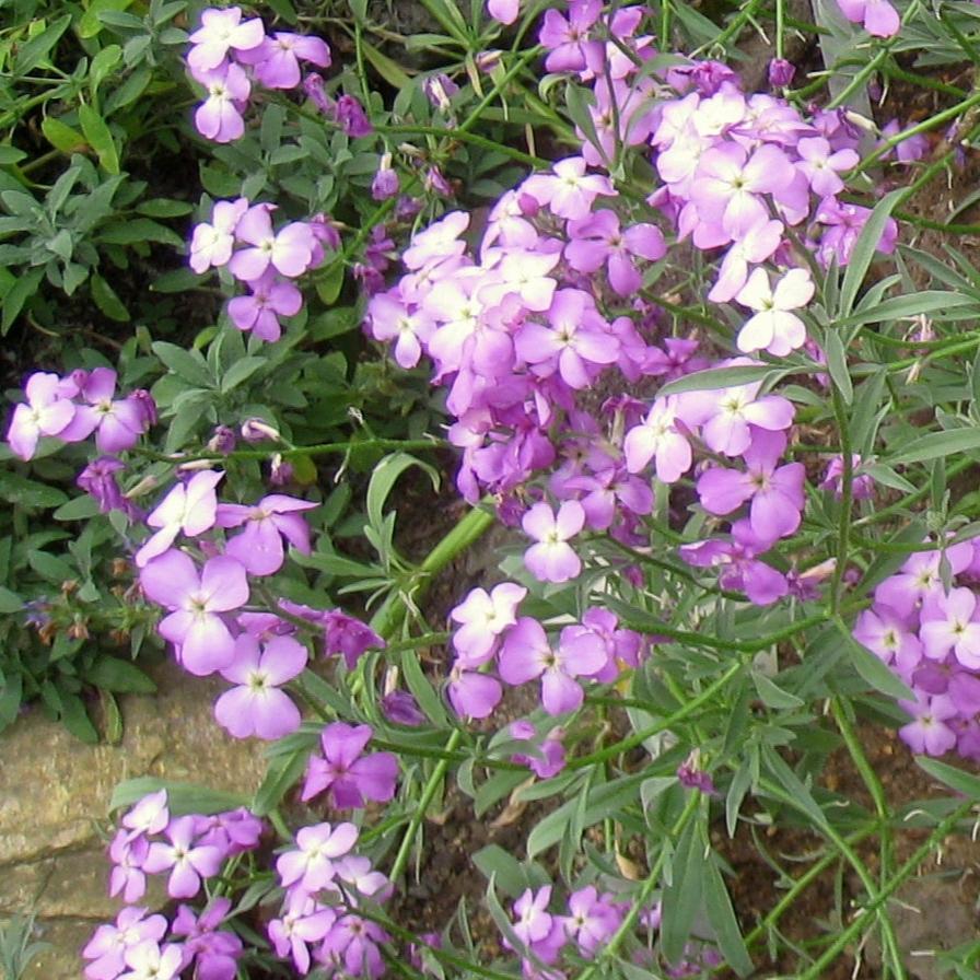 Matthiola Bicornis flower seeds