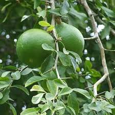 Bael Tree with Green Aromatic Foliage