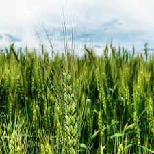 Barley seeds for planting with mature golden barley plants growing in a sunny garden