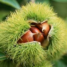 Mature Chestnut Tree Growing in Orchard Landscape