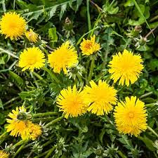 Bright Yellow Dandelion Flowers Blooming in Garden