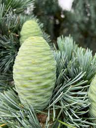 Deodar Cedar with Blue Green Evergreen Needles