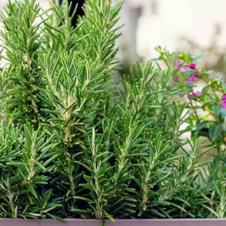 Mature Forage Crop Growing in Agricultural Field