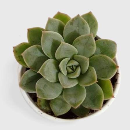 Mature Green Aeonium with Sculptural Rosettes