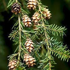 Mountain Hemlock with Dense Blue Green Evergreen Foliage