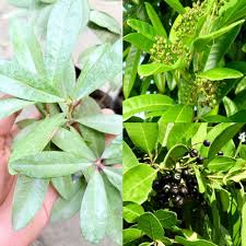 Mature Myrtle Tree with Aromatic Green Foliage