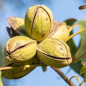 hardy pecan seeds