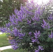 Vitex Tree with Aromatic Palmate Green Leaves