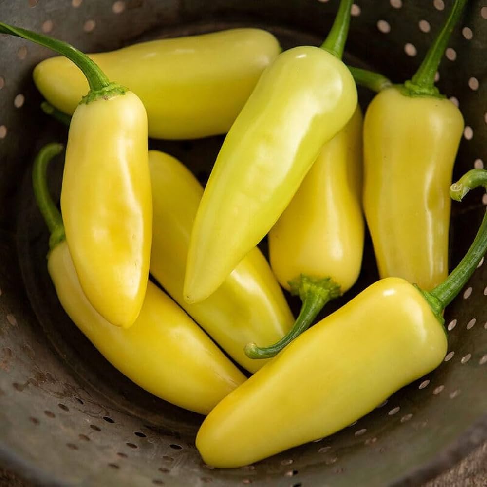 Yellow Jalapeño Pepper Seeds for planting with mature yellow jalapeño peppers growing on healthy garden plants