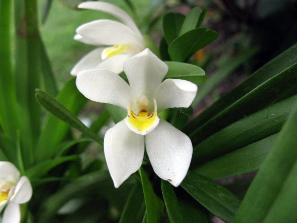 White Cymbidium flower seeds