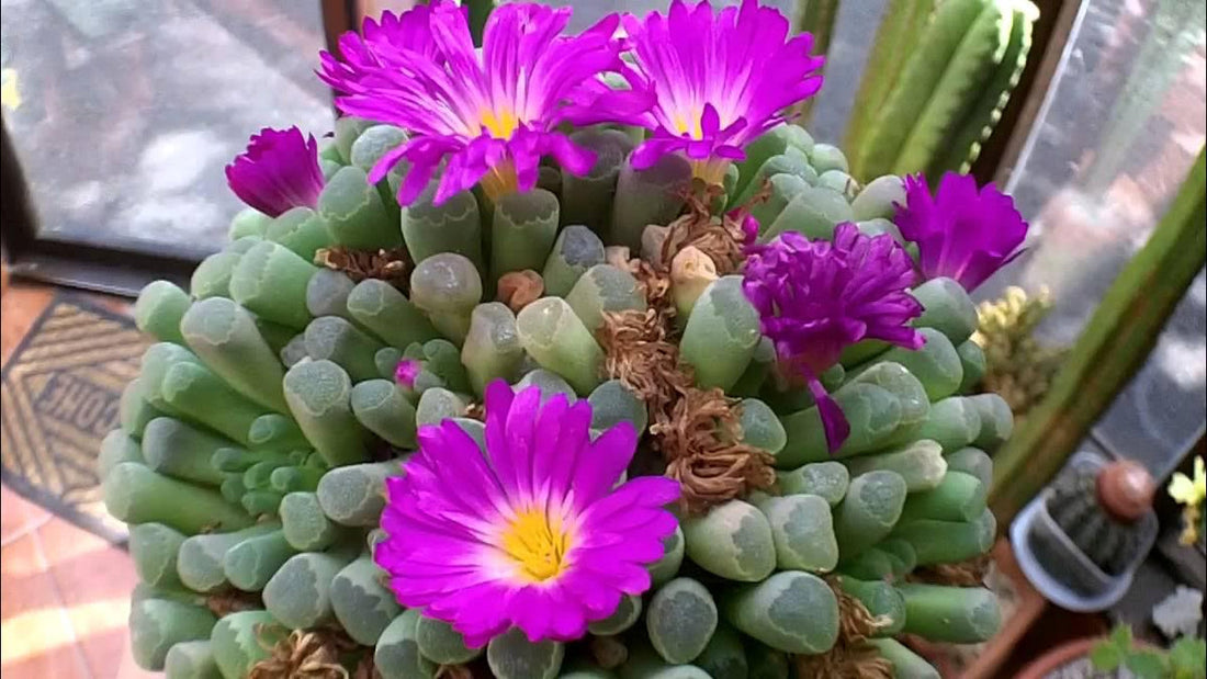 Succulent flower seeds