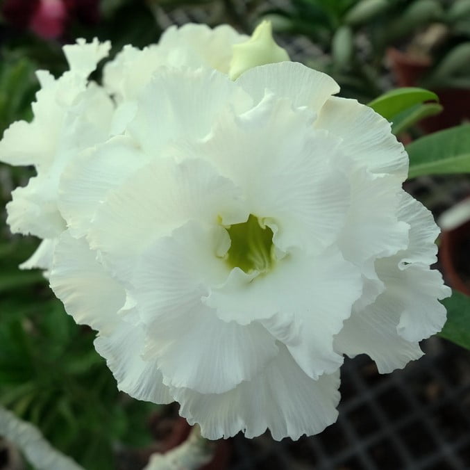 White Adenium flower seeds