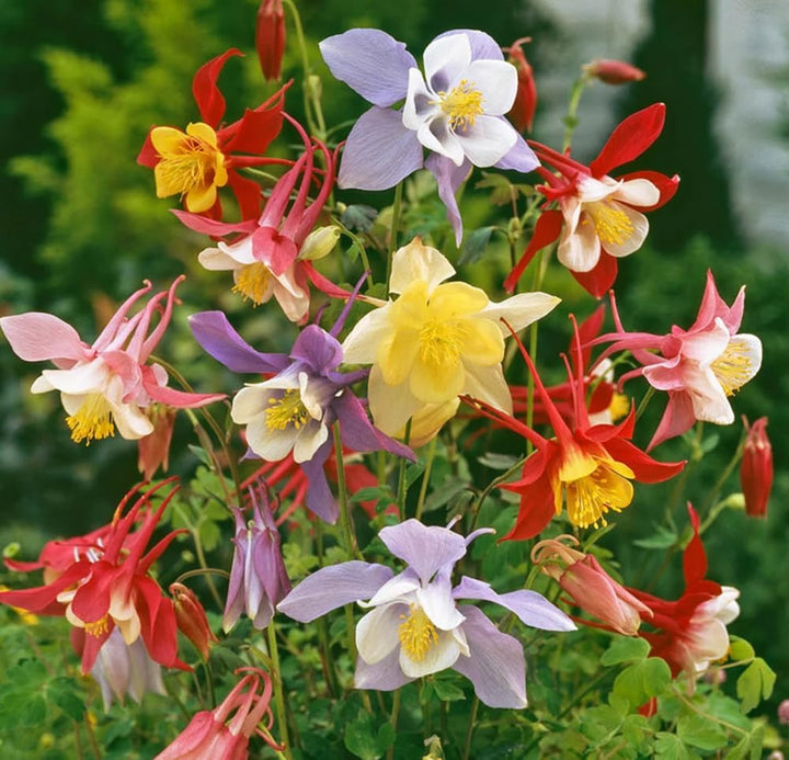 Color Mckana flower seeds
