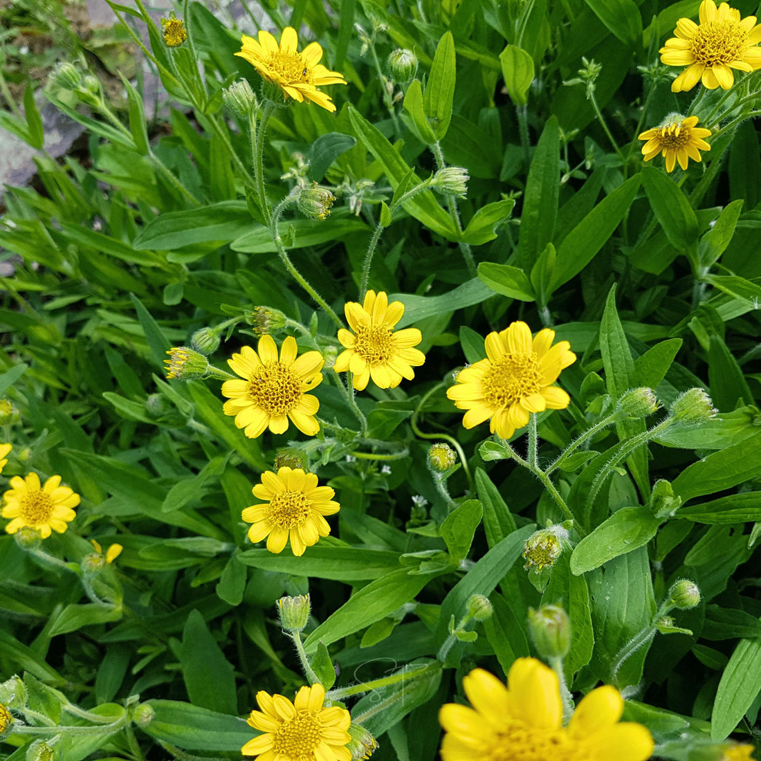 Yellow Meadow flower seeds