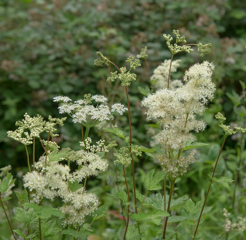 Green Filipendula flower seeds