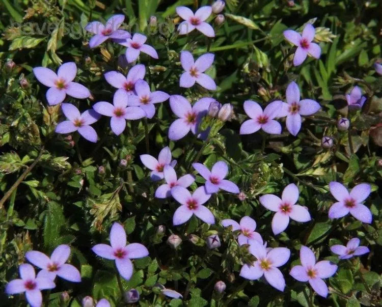 Houstonia flower seeds