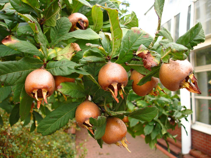 Mespilus Germanica Medlar Tree Seeds for Planting – Heirloom Non-GMO Garden Seeds