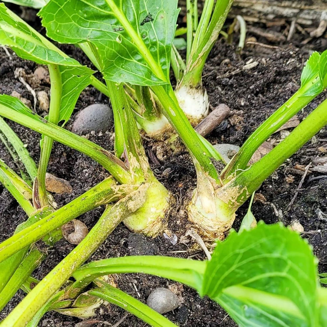 Horseradish Seeds
