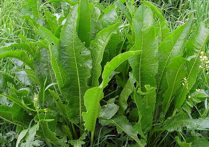 Horseradish Seeds for Planting – Heirloom Non-GMO Garden Seeds