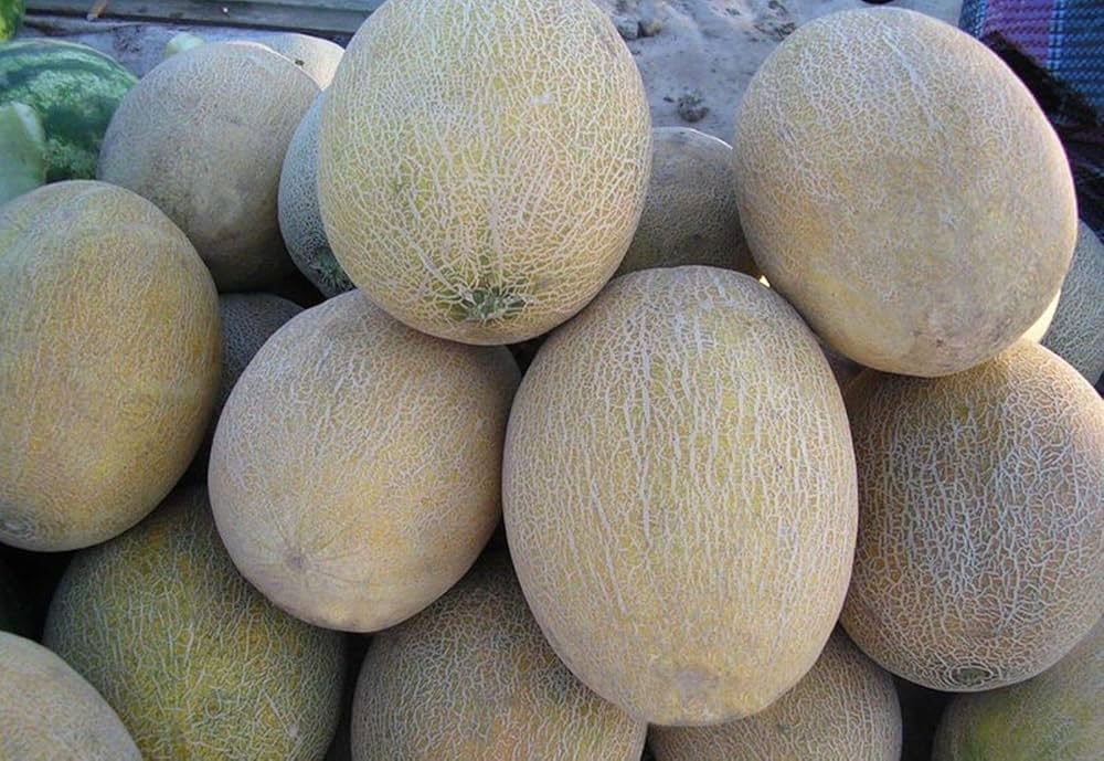 melone amal melon seeds