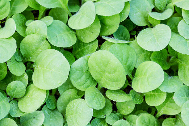 Corsican Mint herb seeds and low-growing fragrant green foliage in a garden setting
