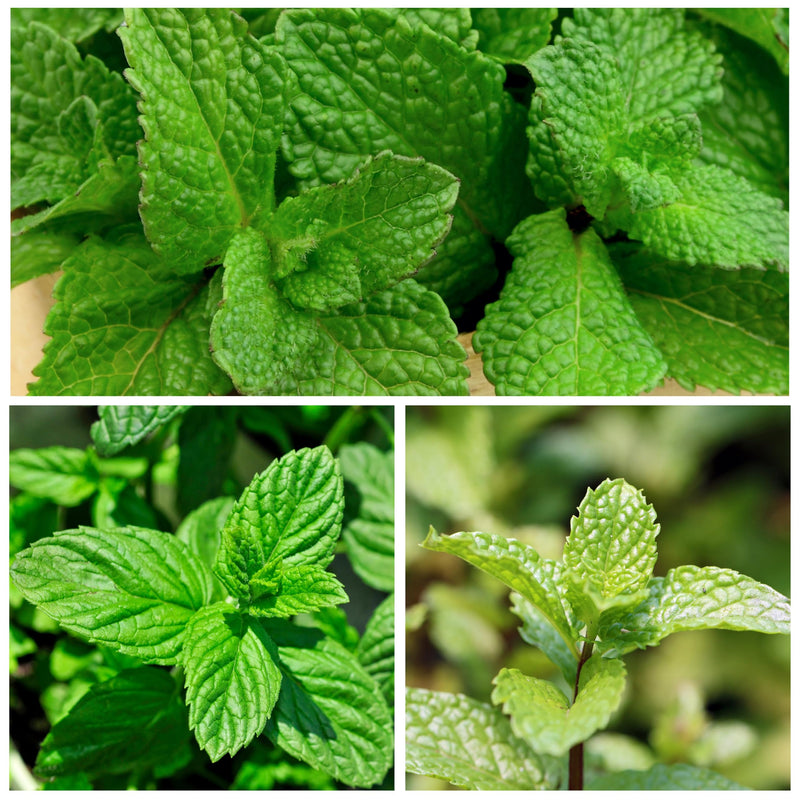 Spearmint Mentha spicata Herb Seeds for Planting – Heirloom Non-GMO Mint Seeds