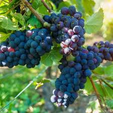 Merlot Grape Fruit Seeds for Planting – Garden Grape Seeds
