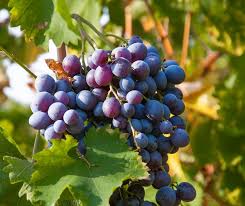 Merlot Grape Fruit Seeds for Planting – Garden Grape Seeds