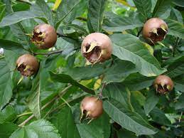 Mespilus Germanica Fruit Seeds for Planting – Heirloom Non-GMO Garden Seeds