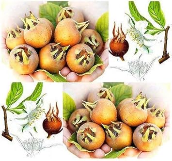 mespilus germanica seeds