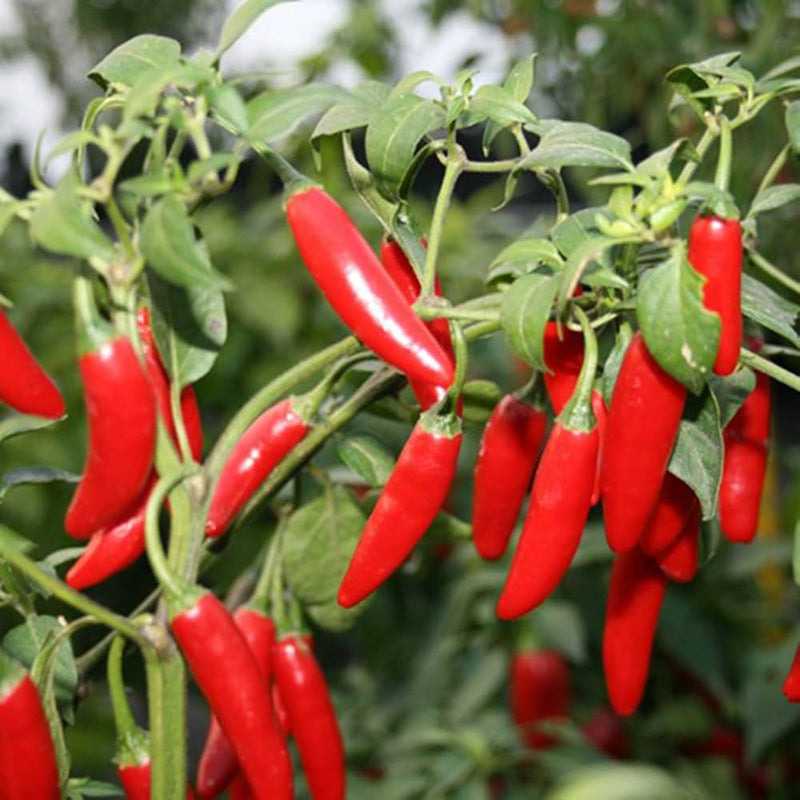 Mexican Pepper Vegetable Seeds for Planting – Heirloom Non-GMO Garden Seeds