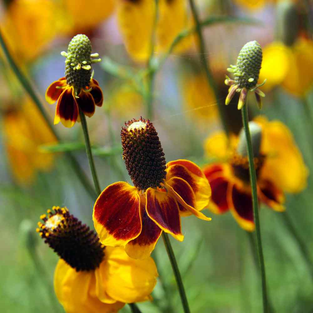 Mexican flower seeds