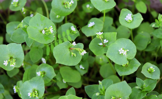 Miner's Lettuce Vegetable Seeds for Planting – Heirloom Non-GMO Garden Seeds