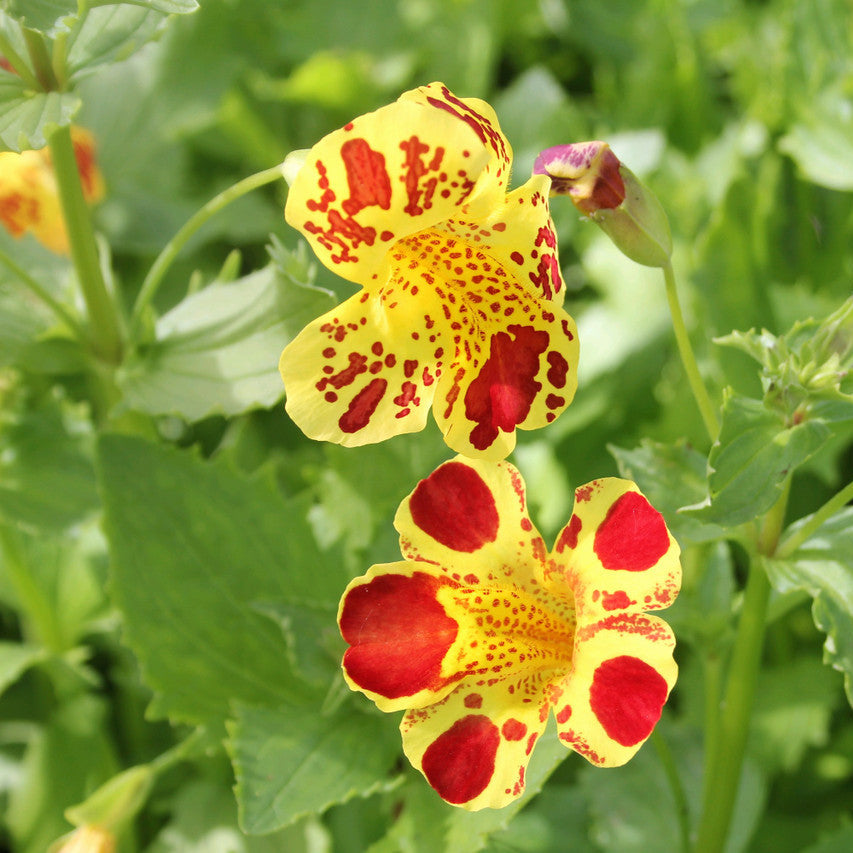 Mimulus Luteus flower seeds