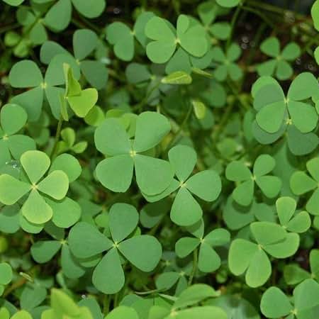 Mini Four Leaf Clover Flower Seeds for Planting