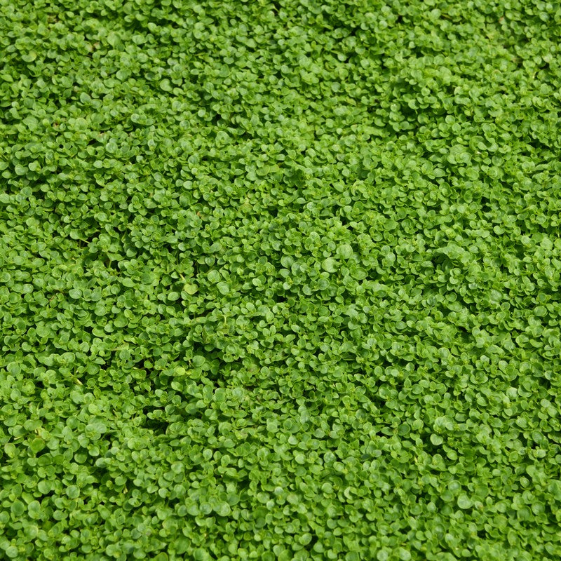 Corsican Mini Mint Herb Seeds for Planting with tiny green leaves and delicate lilac flowers