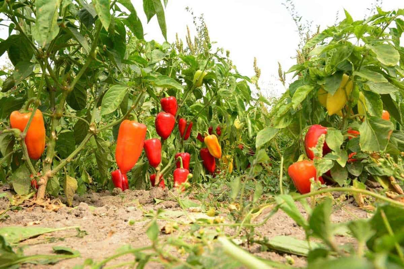 Mini Sweet Pepper Vegetable Seeds for Planting – Heirloom Non-GMO Garden Seeds