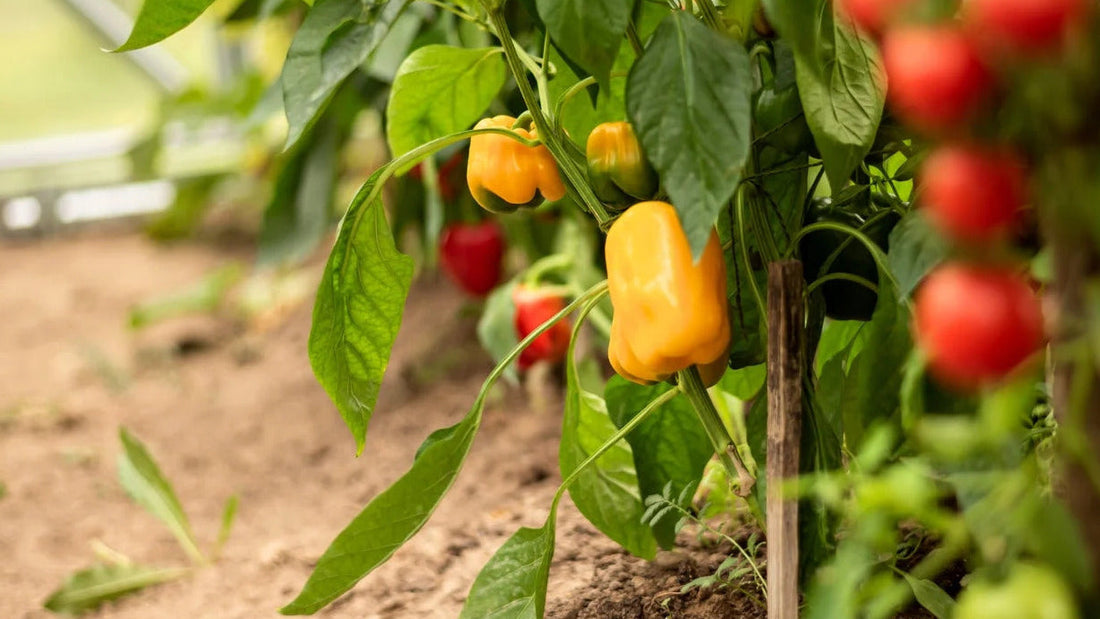 Mini Sweet Pepper Seeds