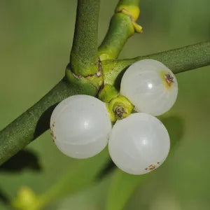 white mistletoe seeds