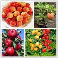 mixed apple seeds