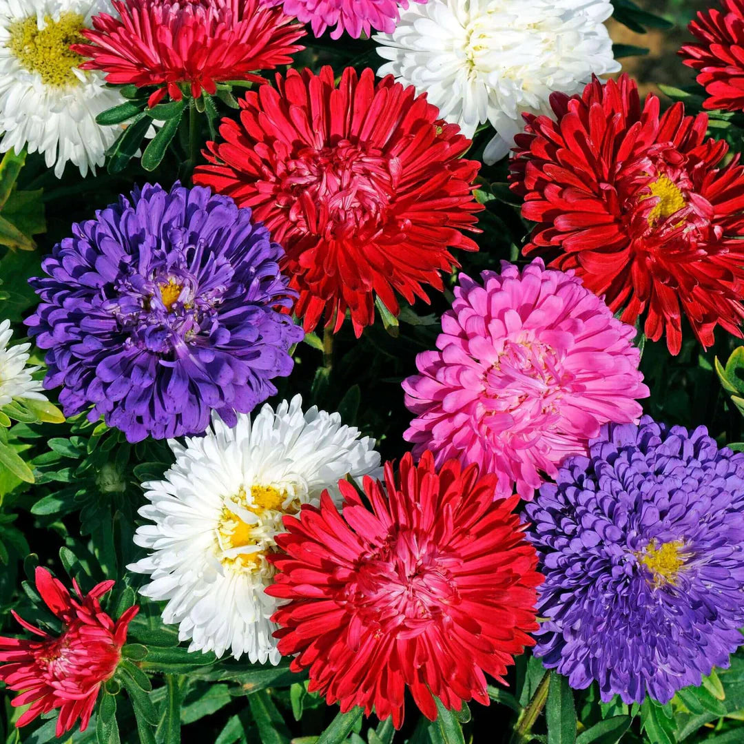 Aster flower seeds