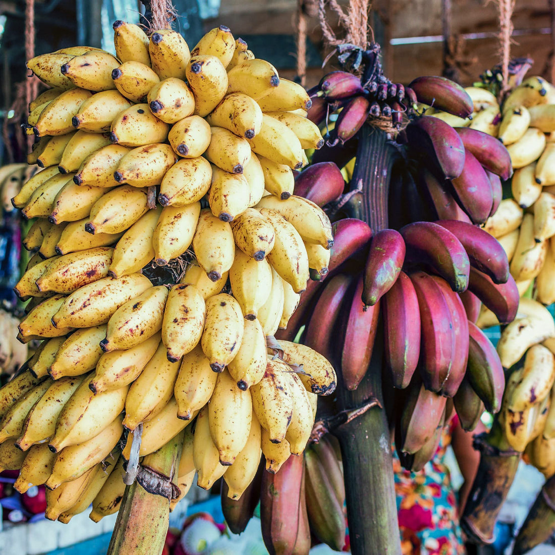 banana musa seeds