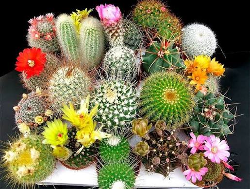 Mixed Cactus Plants with Different Shapes and Textures