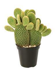 Mixed Cactus Plants with Different Shapes and Textures