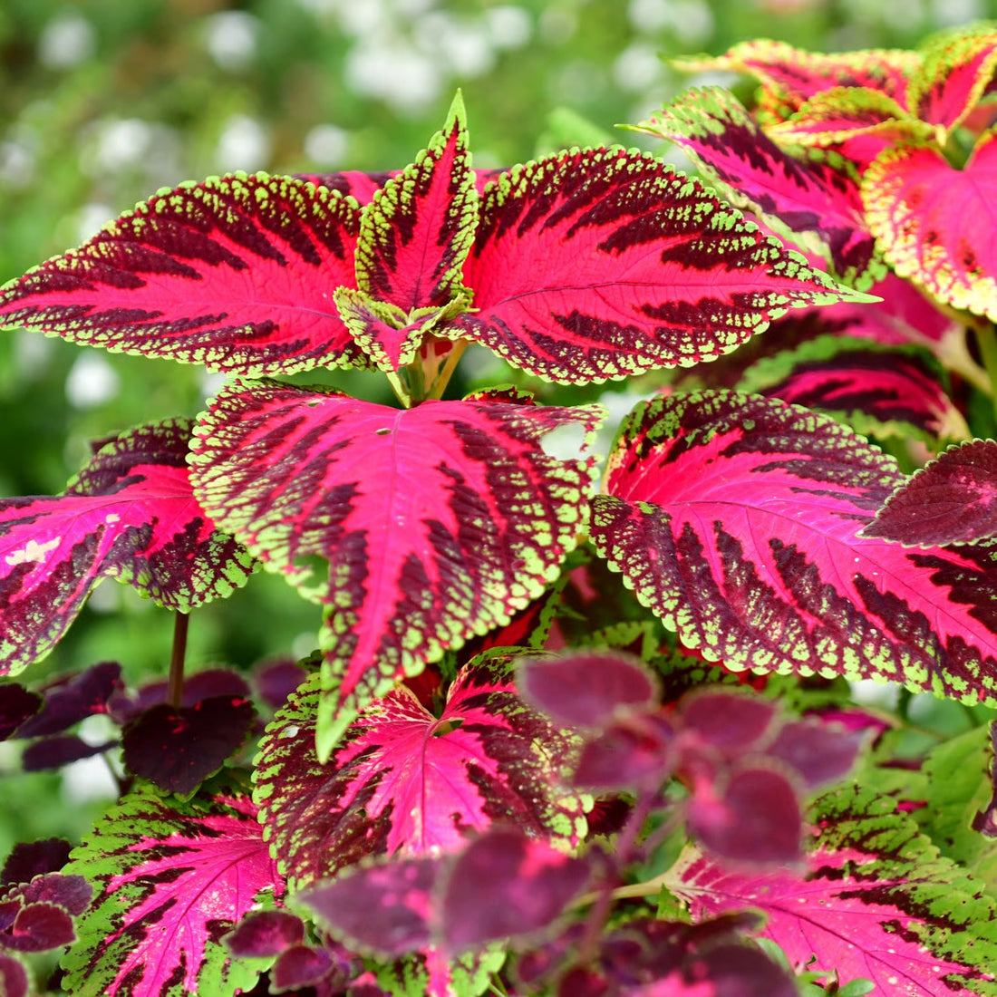 Colorful Coleus Foliage in Cottage Garden Display