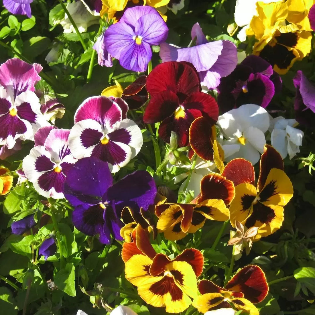 Color Pansy flower seeds