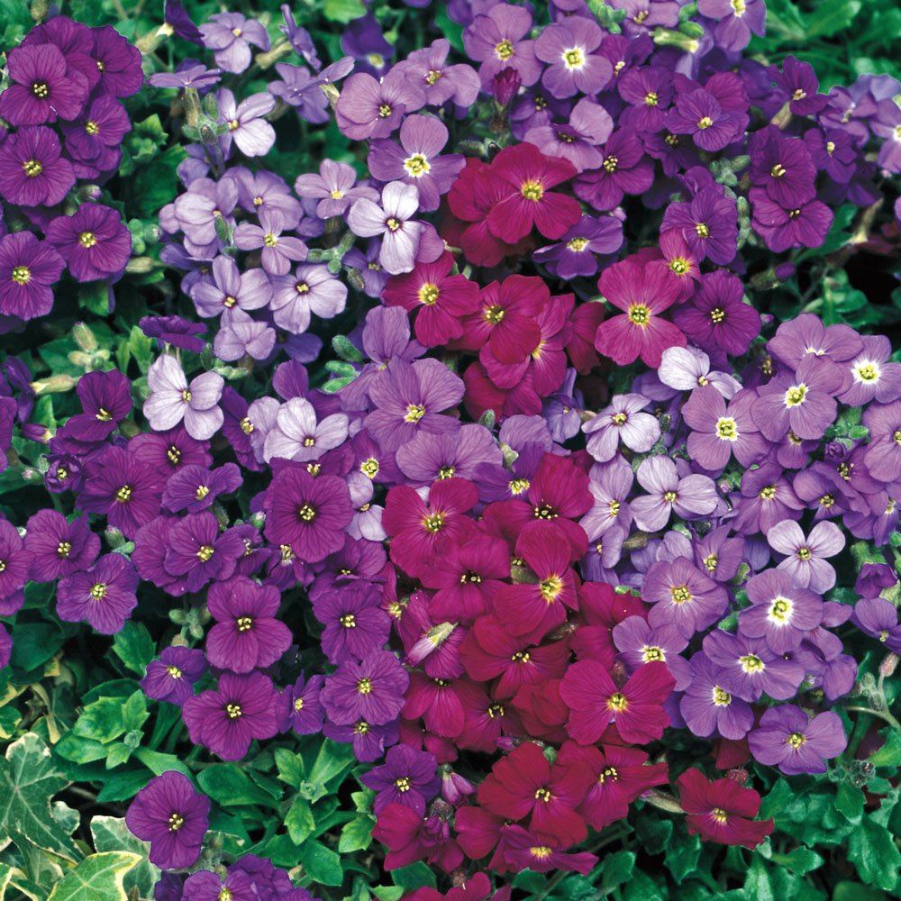 Mixed Cress Flower Seeds for Planting with vibrant colorful garden blooms
