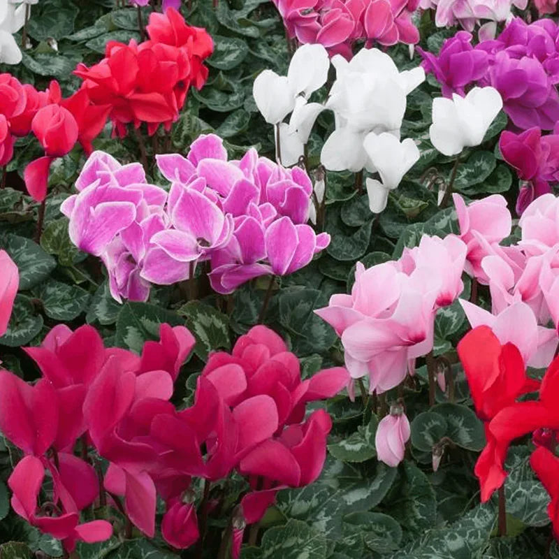 Cyclamen flower seeds