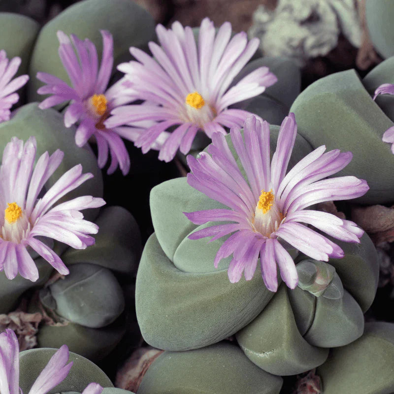 Gibbaeum Plant flower seeds